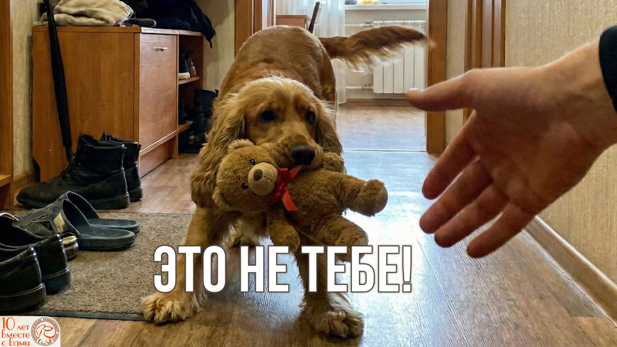 Знакомая картина? Кажется, что он жадничает, но на самом деле в этот момент он спасает вашу встречу от катастрофы. | Иллюстрация: DogSelf