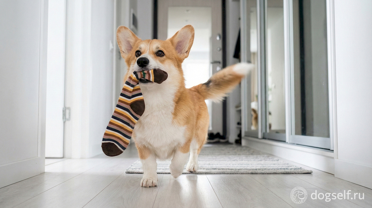 В этологии это называется «Парад». Собака не просто несёт носок, она устраивает шествие, всем телом показывая: «Посмотри, какой я молодец, я держу себя в лапах!» | Иллюстрация: DogSelf