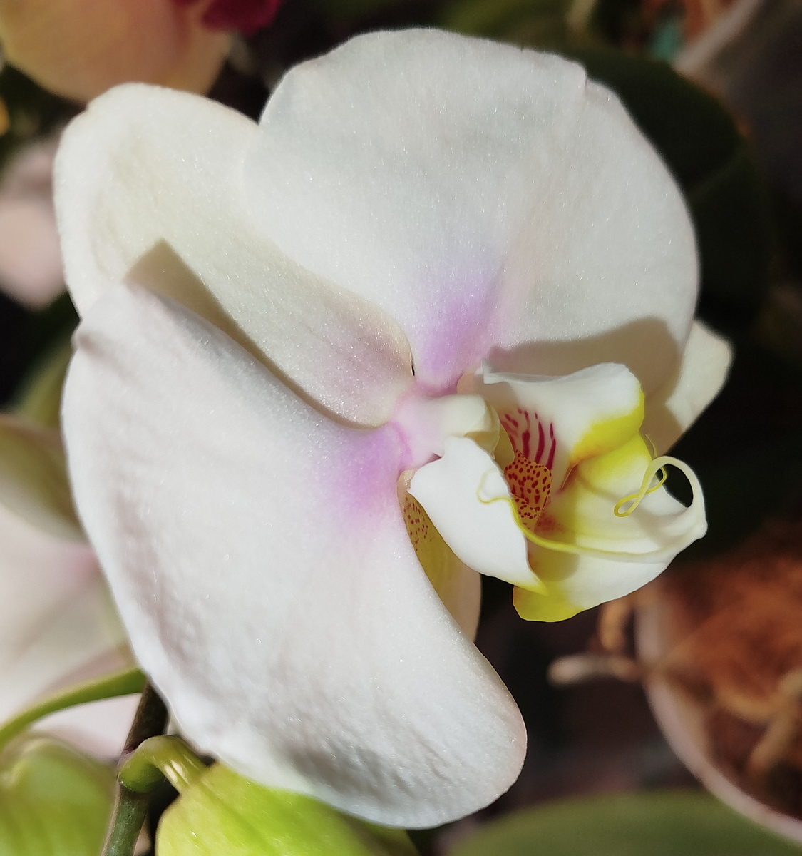 Фаленопсис Сиззини фарфоровая красота цветка