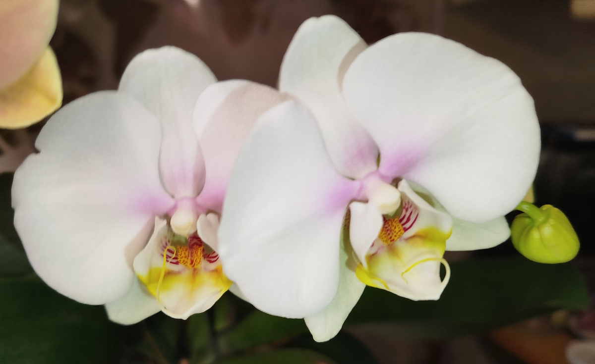 23 января 2025 фаленопсис Sizzini фото 