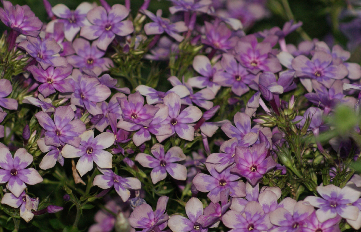 "Звездочёт" в моём саду