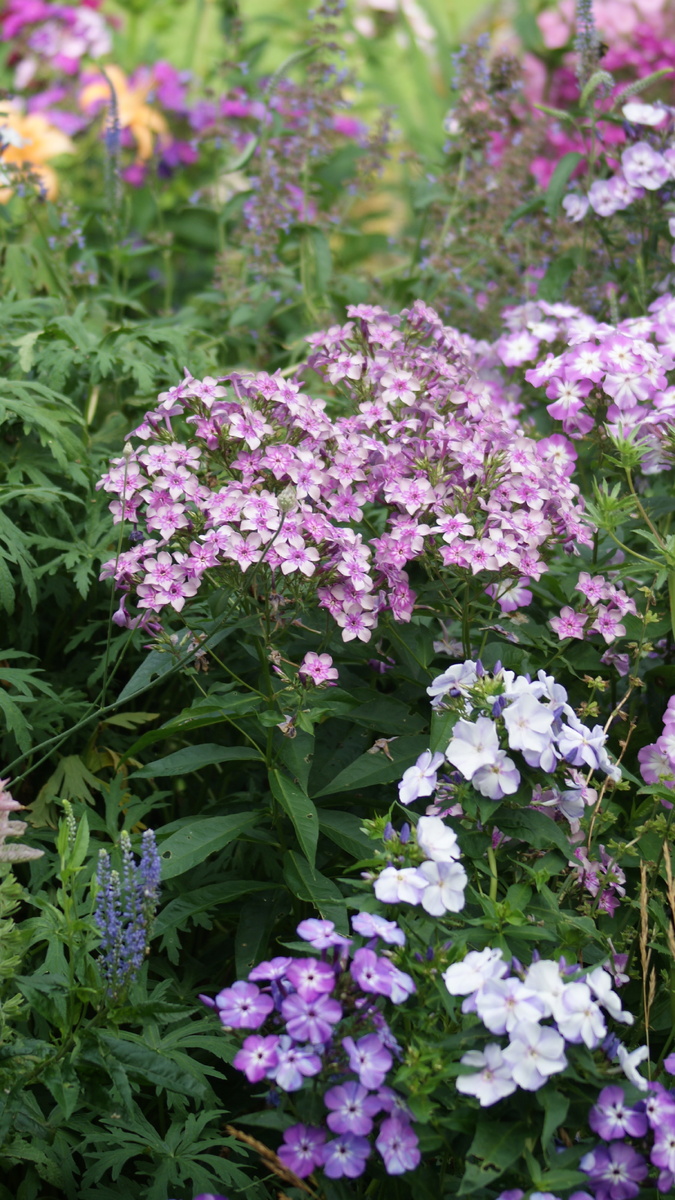 "Звездочёт" в цветнике