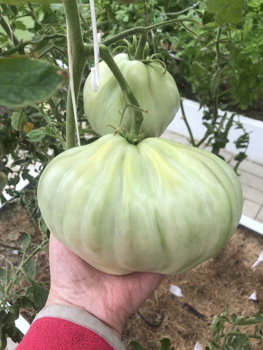 Сто пудов 1 августа 2024 года