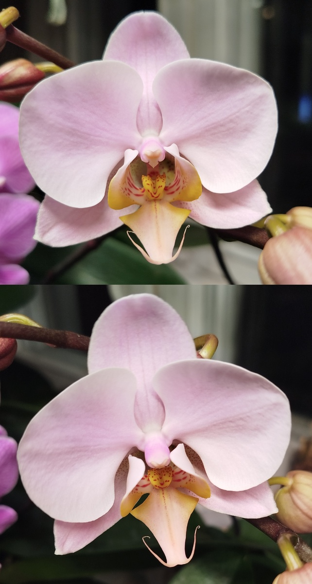 Орхидея Салинас.цветок в день раскрытия бутона