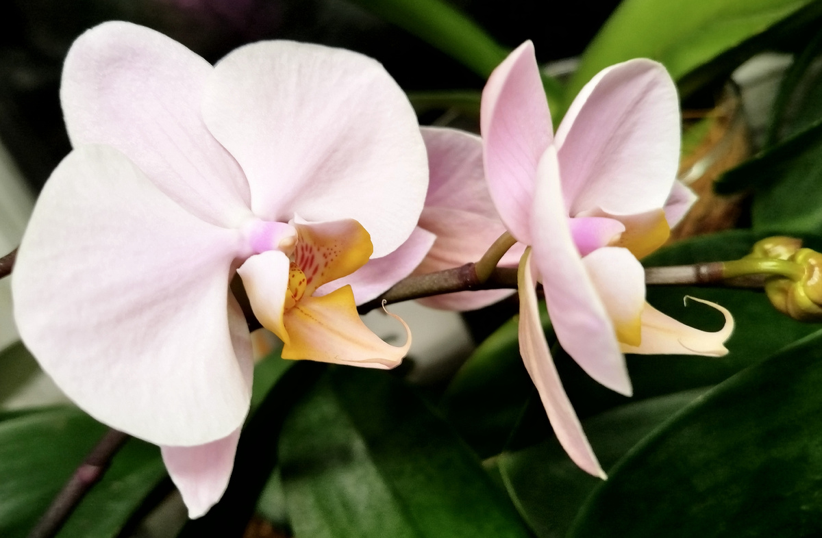 Орхидея фаленопсис Salinas 