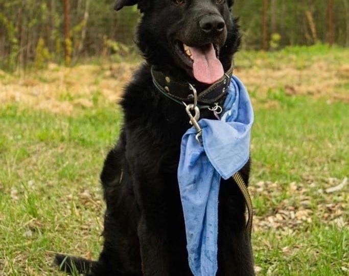 Рэкс повидал на улице многое…