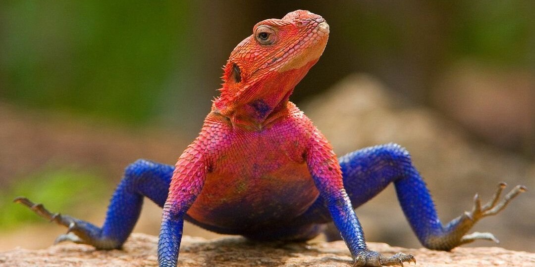 Супергерой саванны. Или у кого Marvel "украл" дизайн костюма 😁