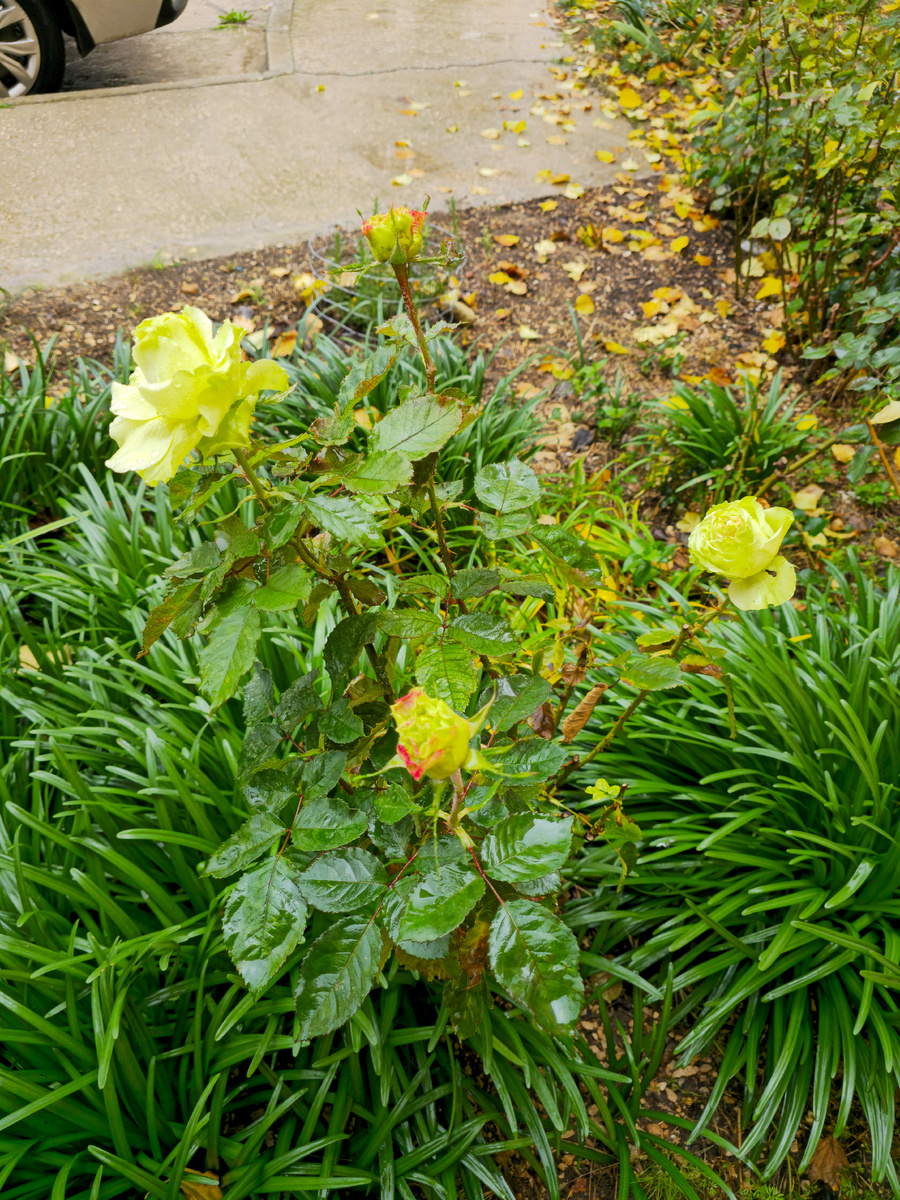 Смотрите,какие розы у нас цветут: зеленоватые!