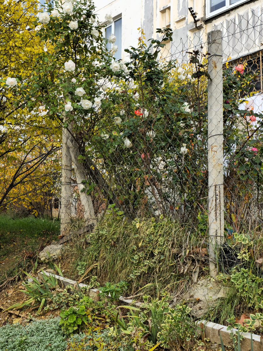 Розы "сезон" перепутали! Цветут безудержно.