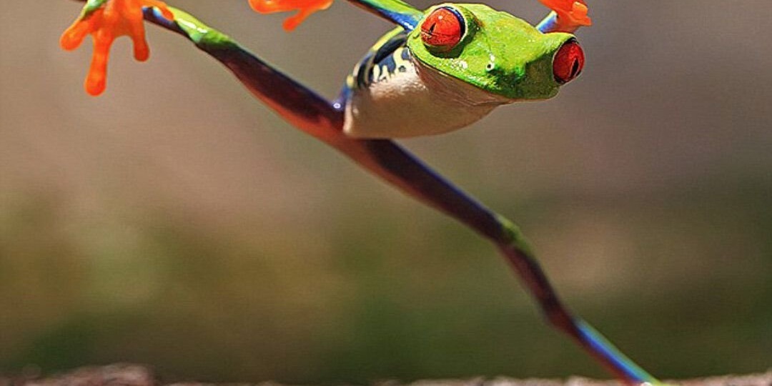 Кунг-фу квакша