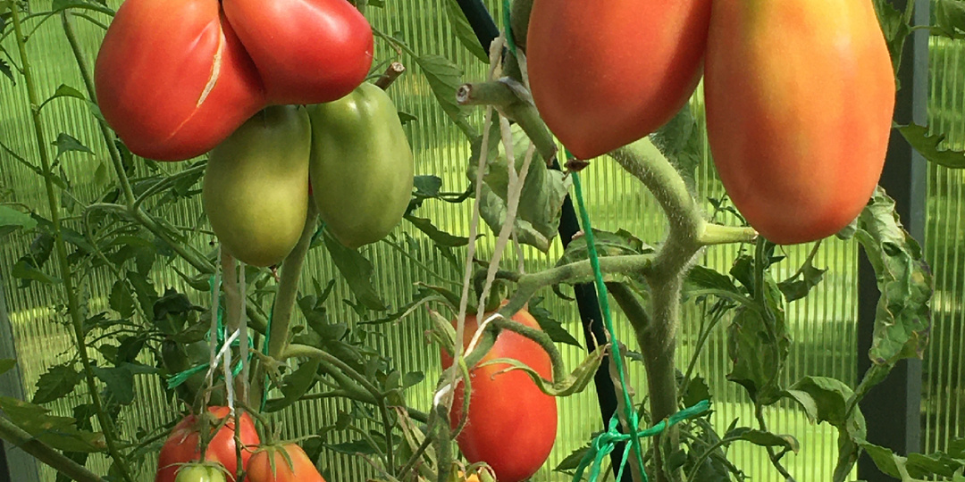 Вкусные томаты-наблюдения, эксперимент,выводы.