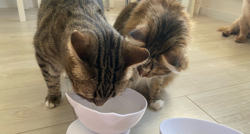    Автор фото - Анна Ефимова