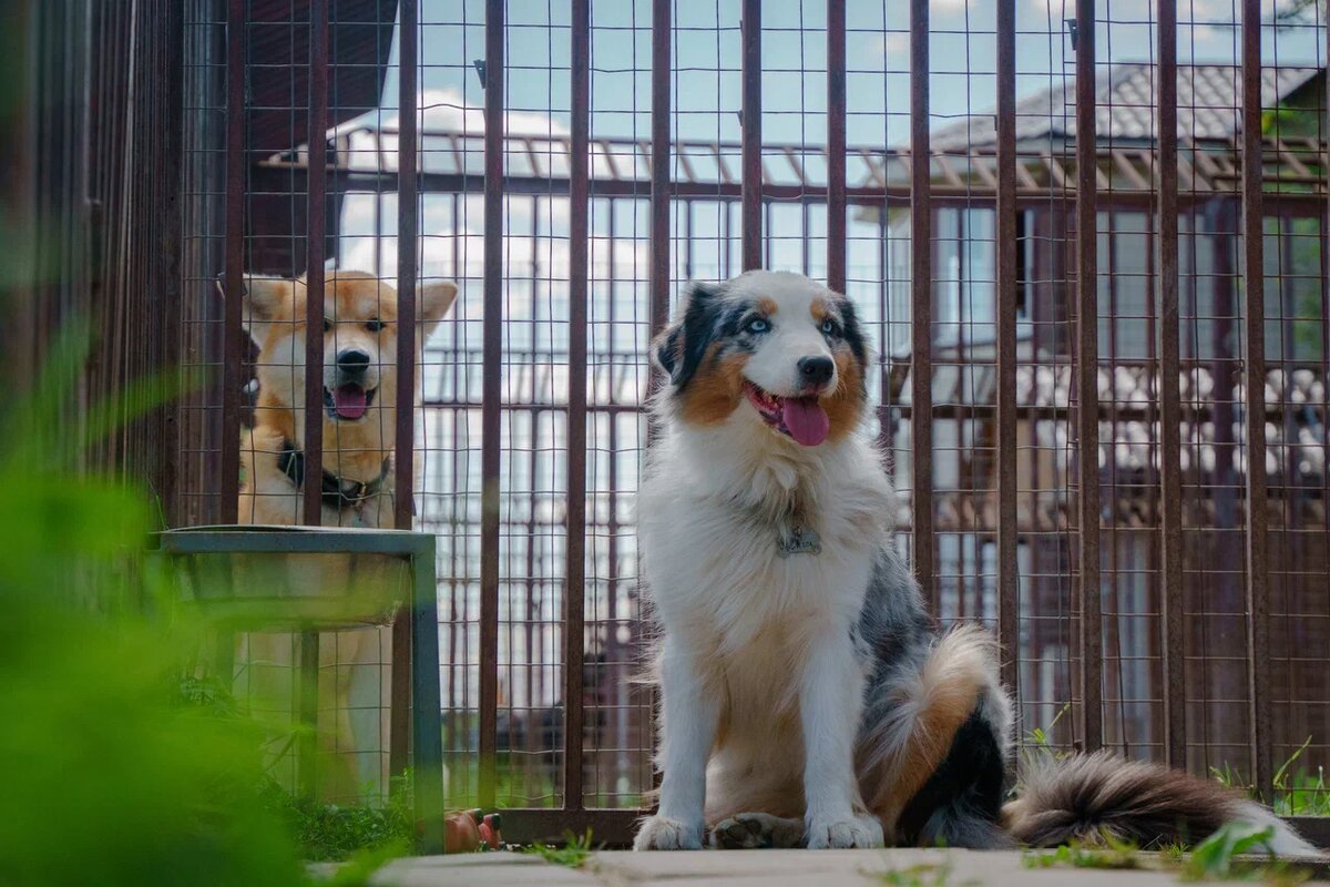 Зоогостиница "Атаман"