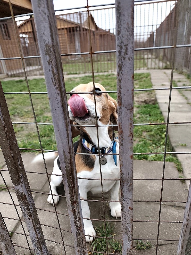 Зоогостиница "Атаман"