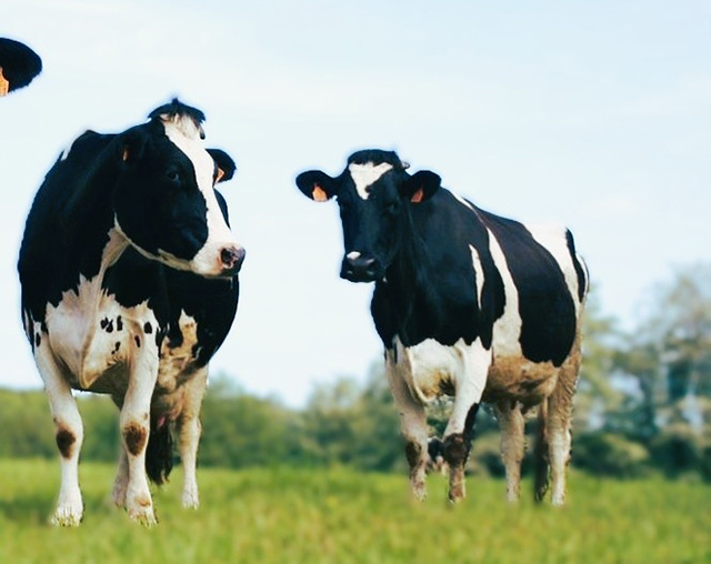 Что выявляет Россельхознадзор с помощью ИИ, БПЛА. В Твери подвели итоги