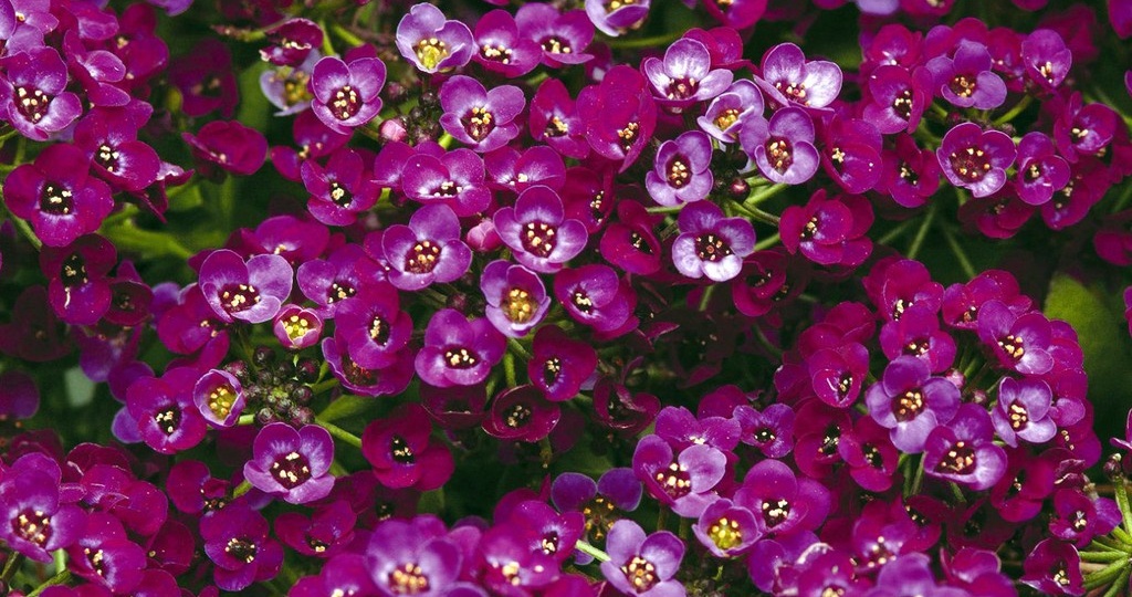 Цветы самосевки не хуже петуний: цветут обильно и рассады не надо