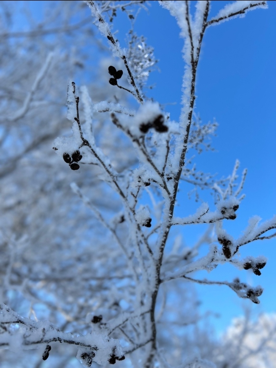     Бындай һалҡындар быйыл булғаны юҡ ине әле