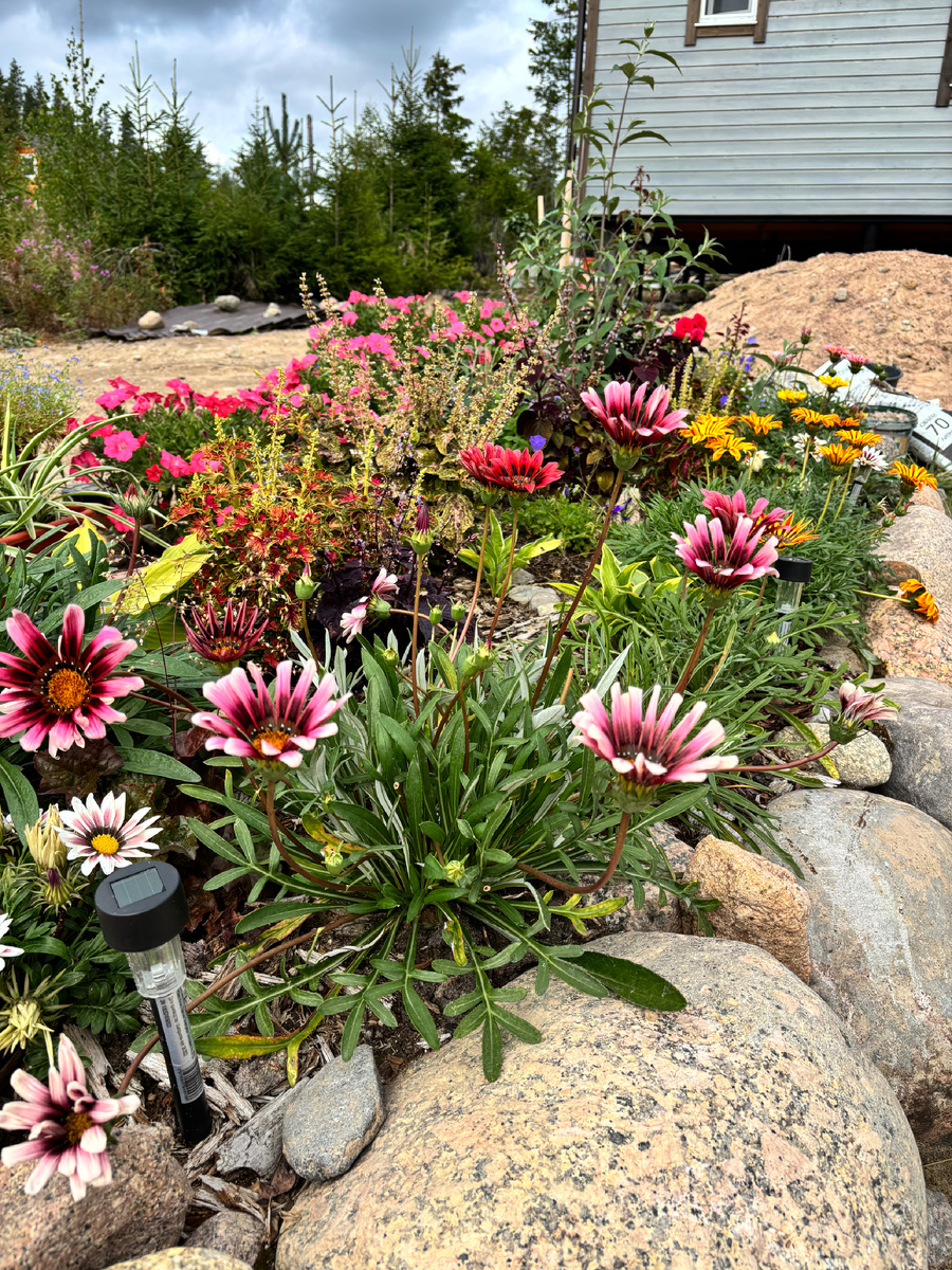 Яркие акценты в цветнике