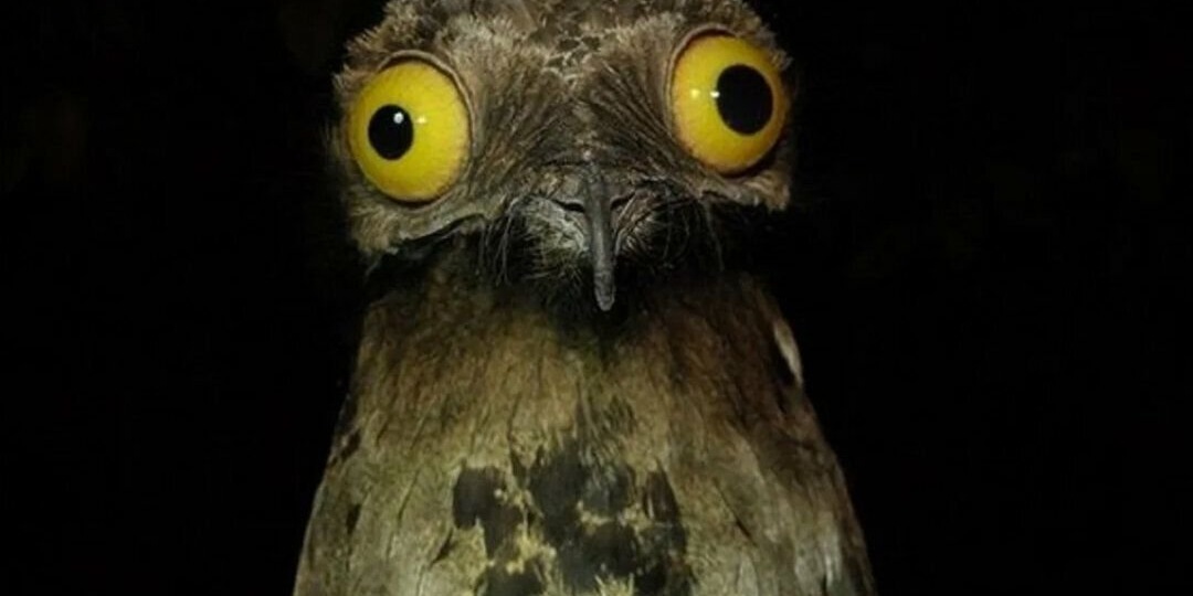 Серый лесной козодой: когда природа сама рисует мемасики