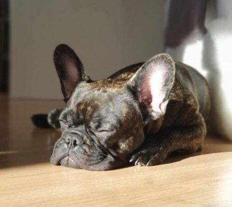 16-летний парень в Сургуте спас тонущую собаку.