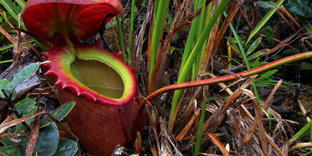 Непентес: когда растение становится хищником