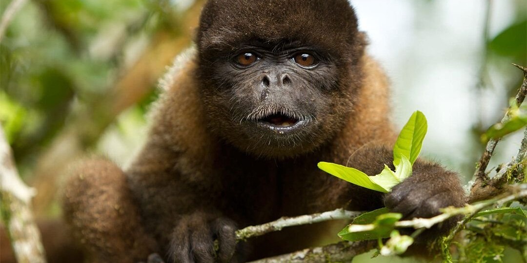 Зачем самая редкая обезьяна Америки есть землю?