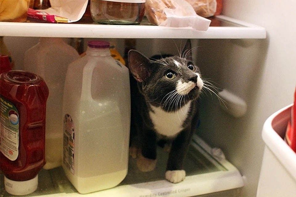    Ветеринар Шеляков: колбаса, виноград и лук могут отравить домашних животных GLOBAL LOOK PRESS