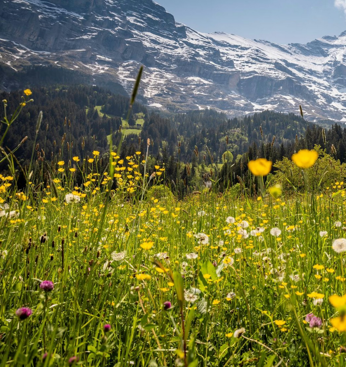 Альпийский луг в Швейцарии, в Гриндельвальде. © Jungfrau Region Tourismus AG