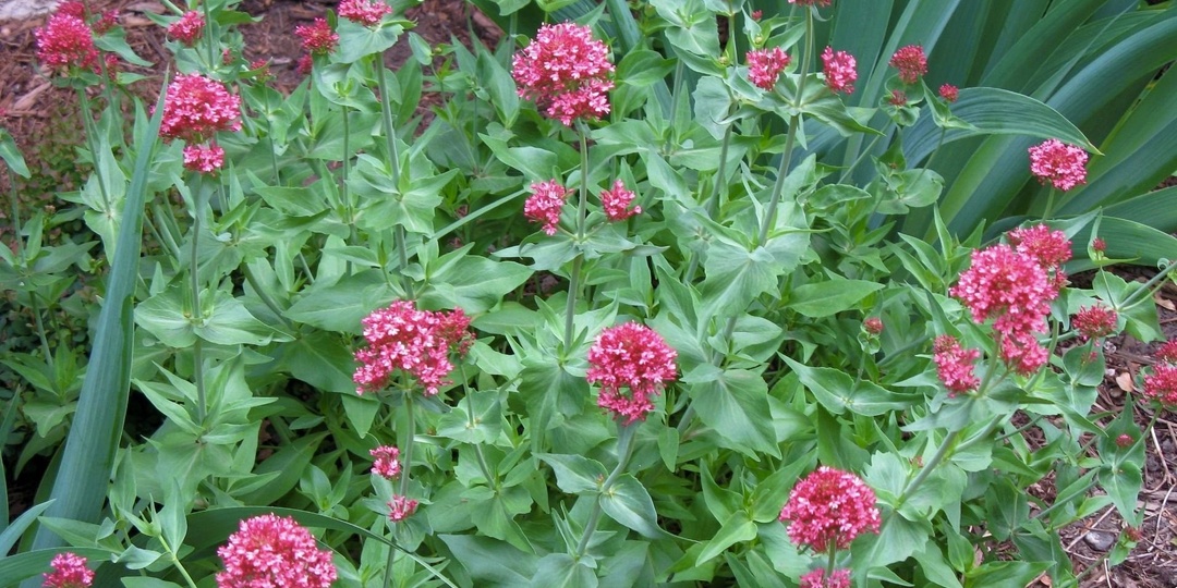 Интересные мало распространенные цветущие многолетние растения. «Ботанические портреты»