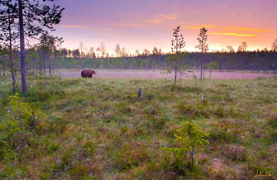 6. Мишка на мари