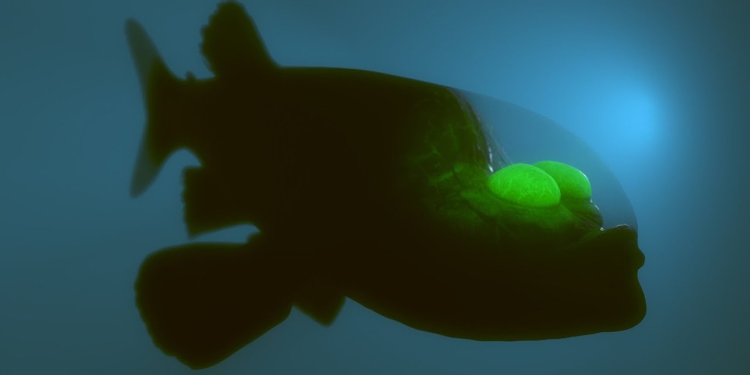 Рыба с прозрачной головой: зачем глаза спрятаны внутрь под купол