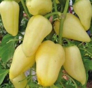 Перец Белозерка в технической спелости 