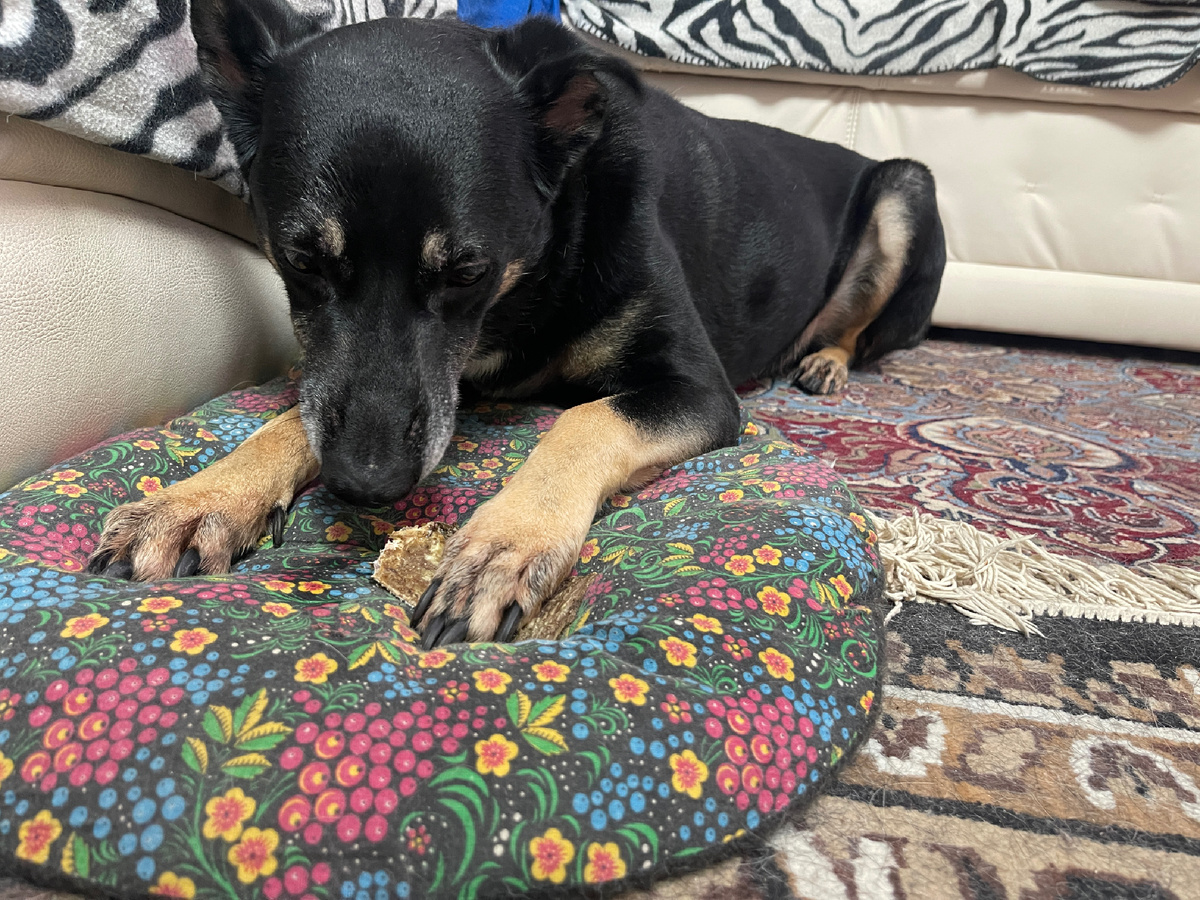 Это я с вкусняшкой на любимом лежачке 😍