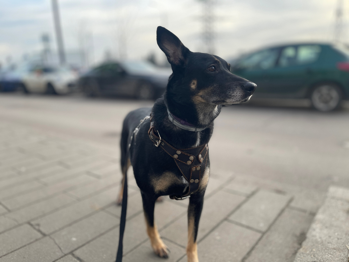 Вот хотел я фотографию зимнюю разместить. А зима в этом году такая, что у нас даже снега нету! 😡 И вот как доказать, что эта фоточка — свежая? Только если вы поверите мне на слово...