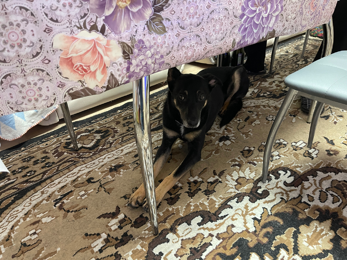 В какой-то момент мне стало уже не так страшно. И я старался быть рядом со своими человеками. Вот так вот лежал под столом. Боролся со своим страхом.