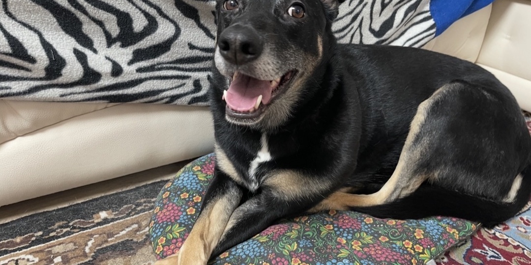 Что делаю, если дома мерзнут лапки