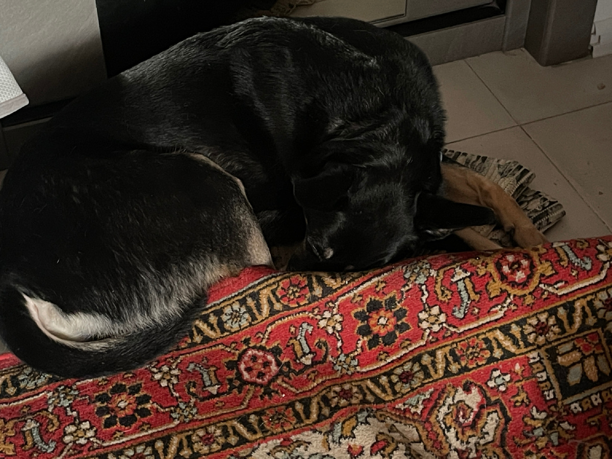 Может, тут, конечно, и не так хорошо видно, как прячу лапки под ковер, но Миша решил выбрать эту фотографию, потому что он сфоткал меня, когда я еще и мордочку свою пытался спрятать 🤣!