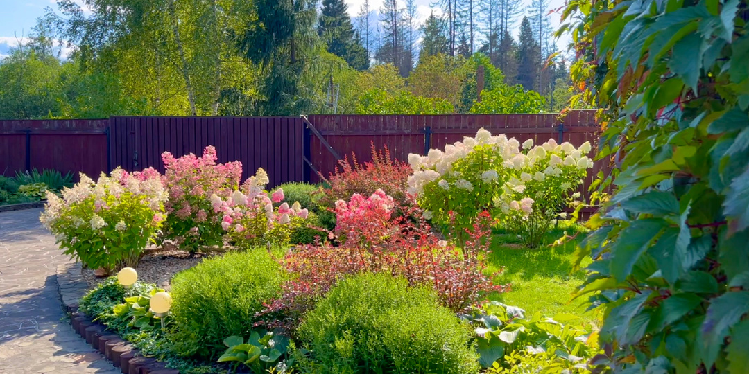 Украшение августа. Гортензии метельчатые. Садовый дневник.