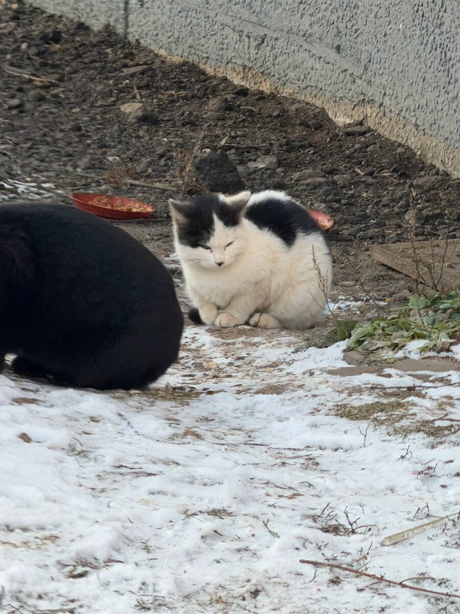 Котёнок со стройки