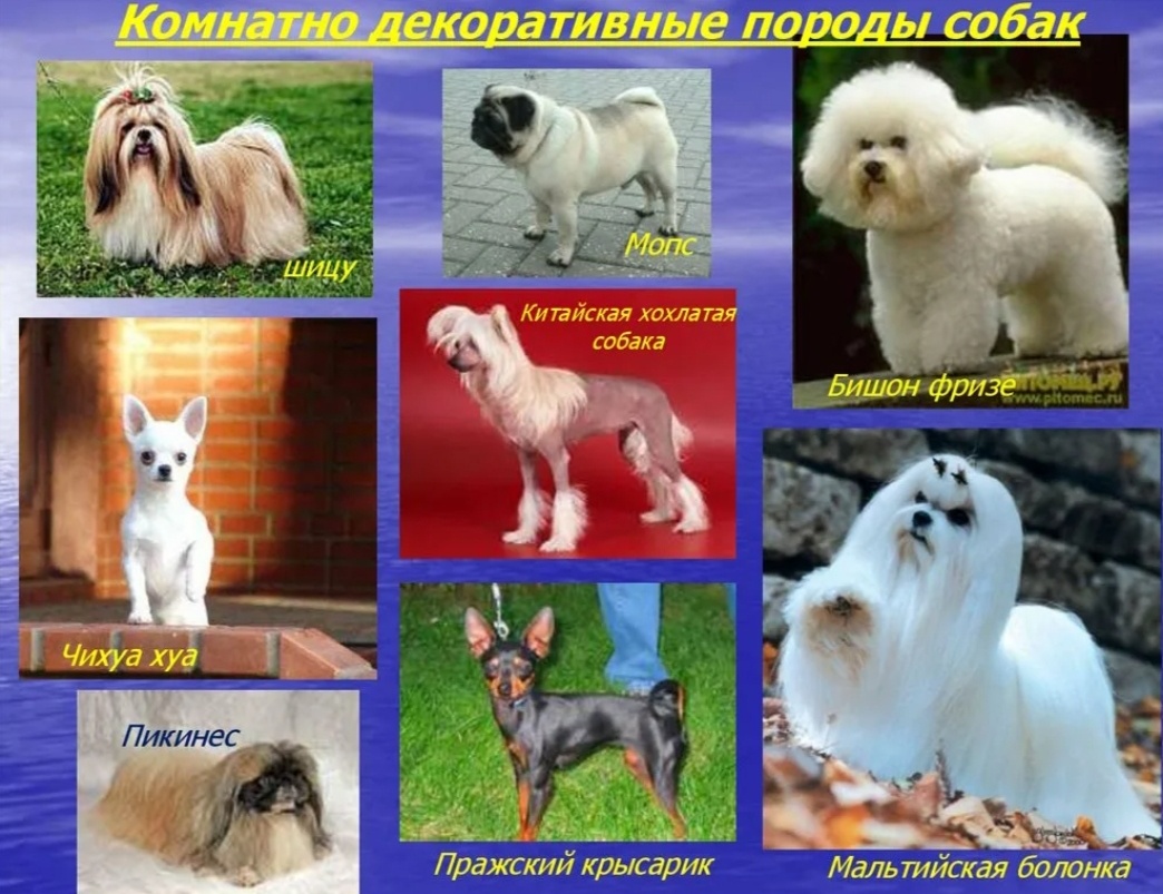 КАКУЮ ПОРОДУ СОБАК ВЫБРАТЬ ДЛЯ СОДЕРЖАНИЯ В КВАРТИРЕ