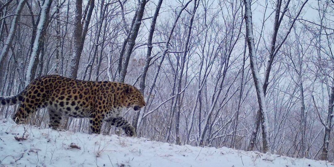 Снежная сказка вместе с леопардом