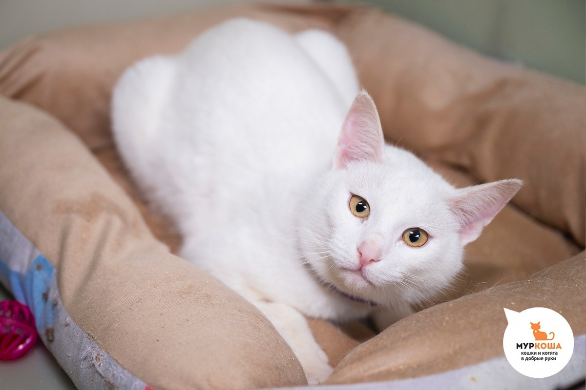 Белоснежная красавица Верде найдена на улице.