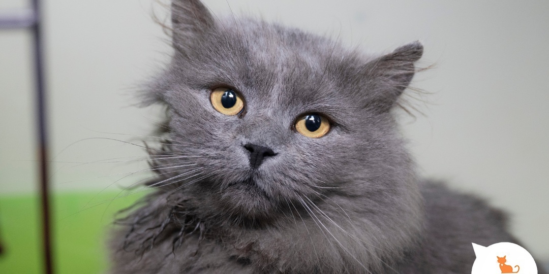 Наши любимые коты, кошки и котята