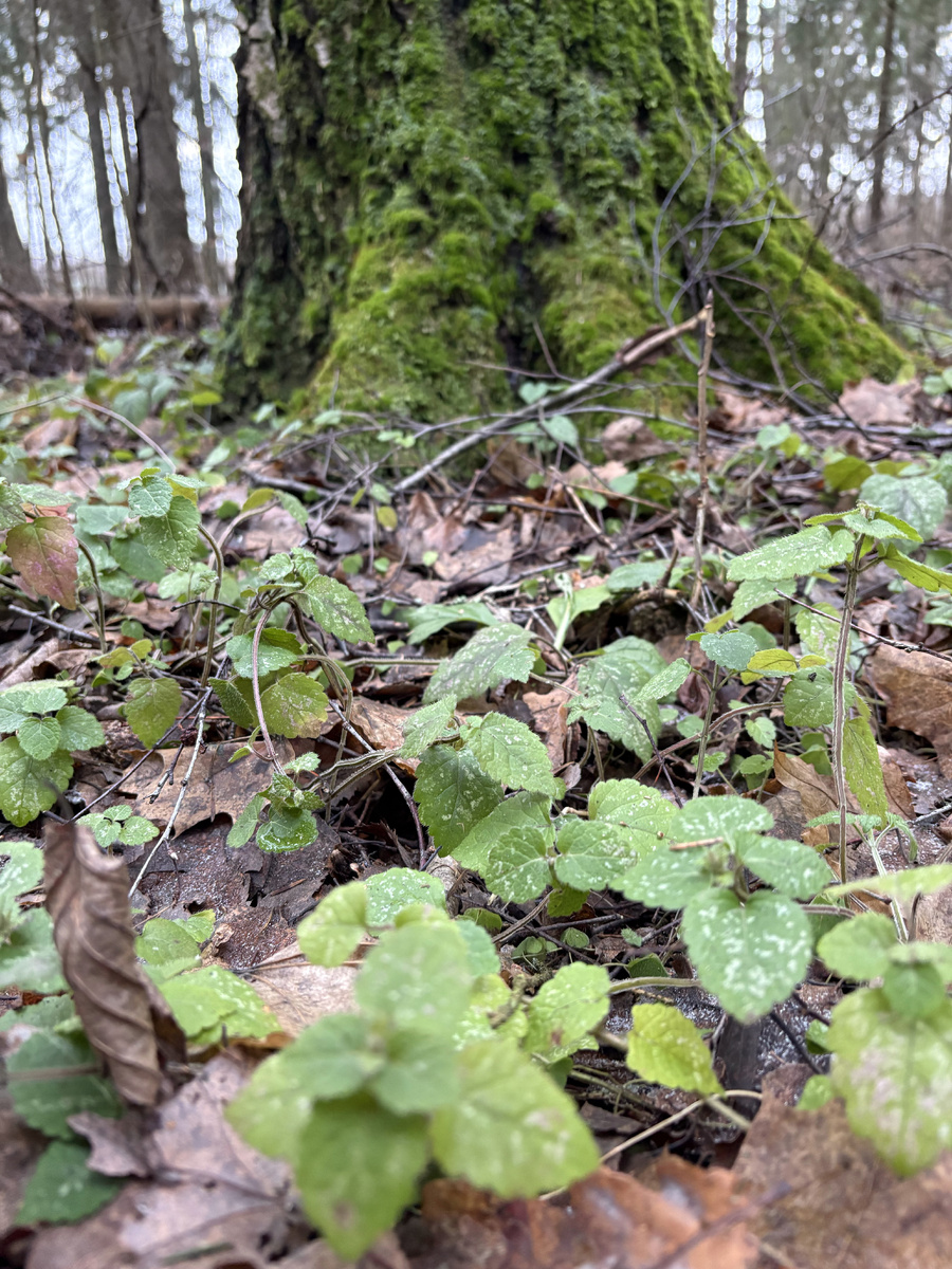 Фото Анжелики Живкович. Декабрьская зелень.