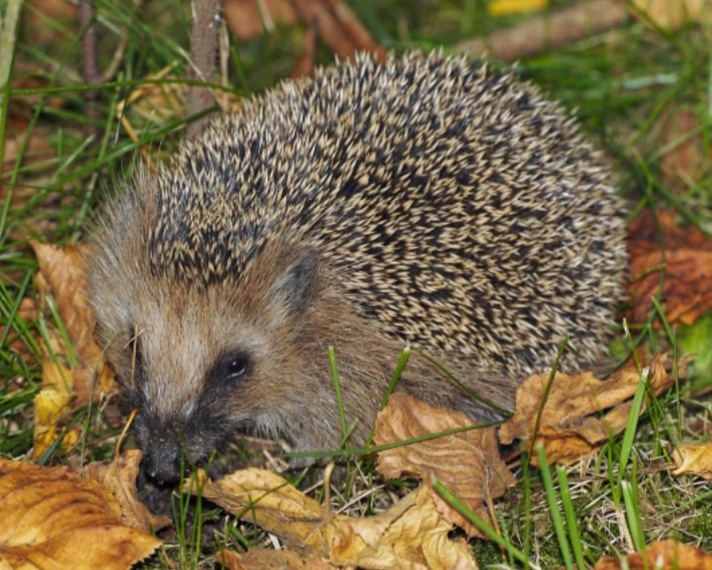 Фото интернета 