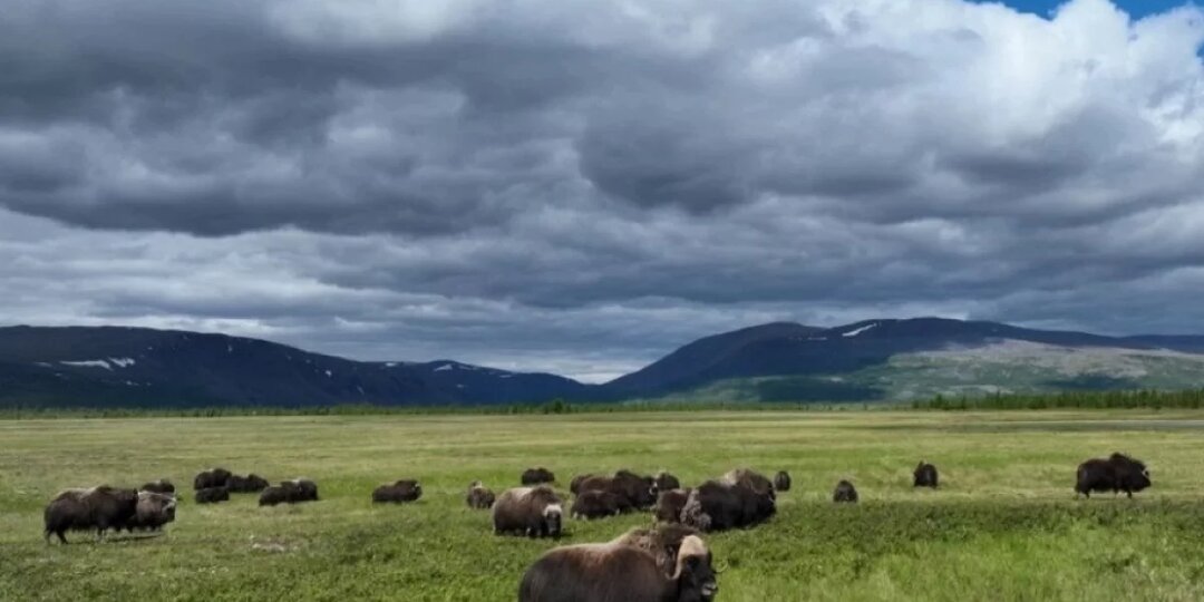 Ровесники мамонтов. Как на Ямале возрождают популяцию овцебыков