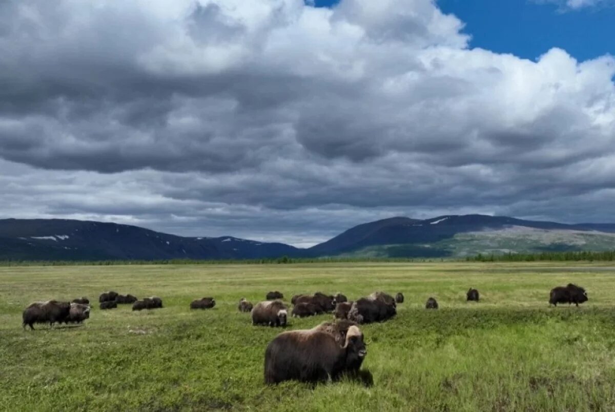    Ровесники мамонтов.