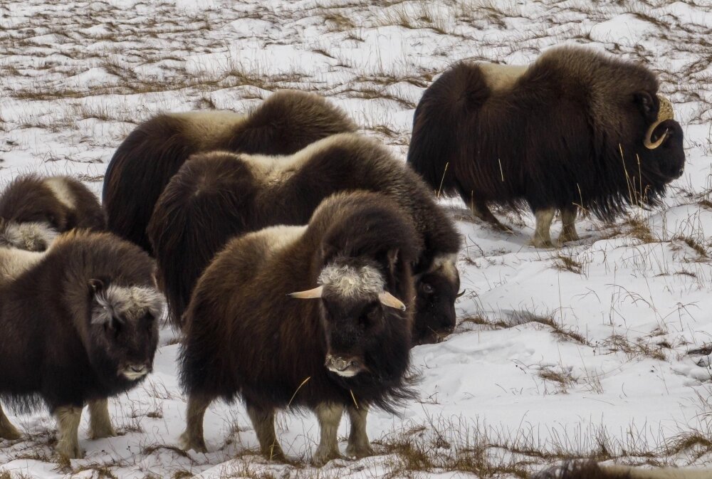    Фото: Правительство ЯНАО/ Данил Хусаинов