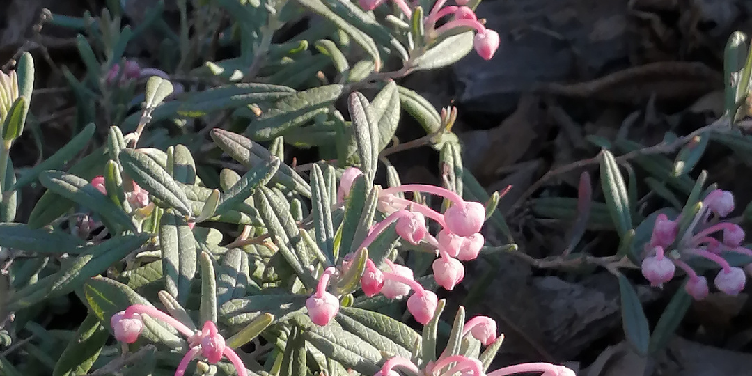 Три сезона подбела