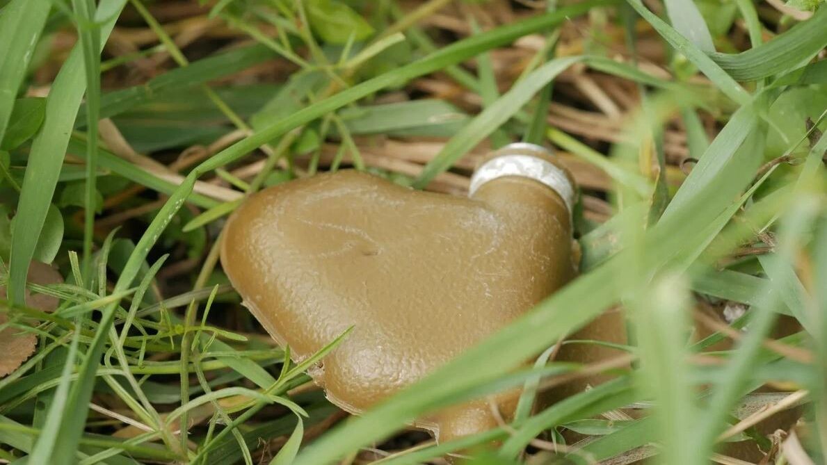    Фото: Zanger Zheleznogorov/Shutterstock/Fotodom